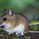 Illustration for article titled Well-Meaning Mouse Wouldn’t Really Call Self A ‘Pest,’ Per Se